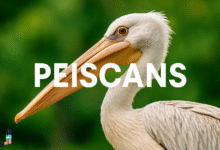peiscans