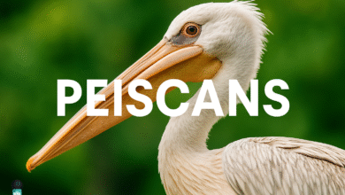 peiscans